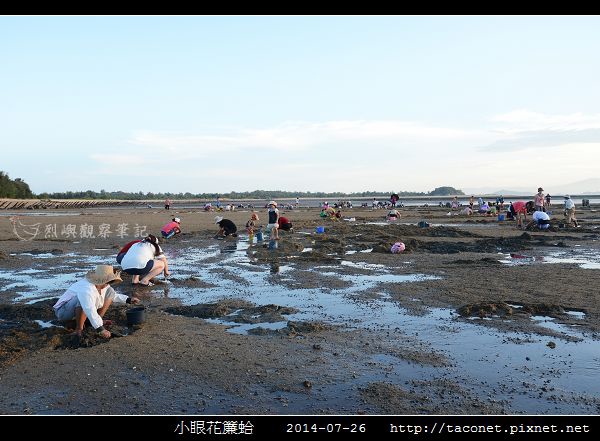 小眼花簾蛤_01.jpg