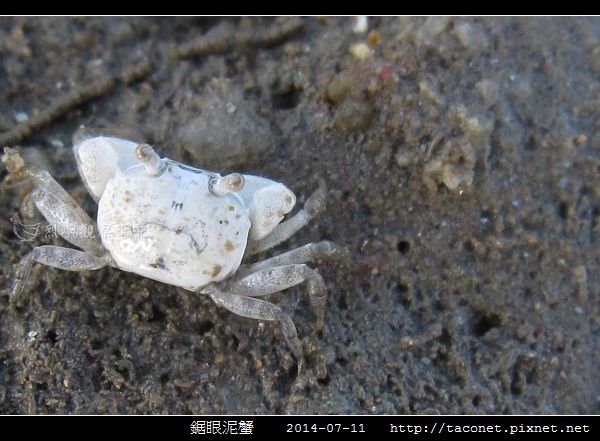 鋸眼泥蟹相簿封面