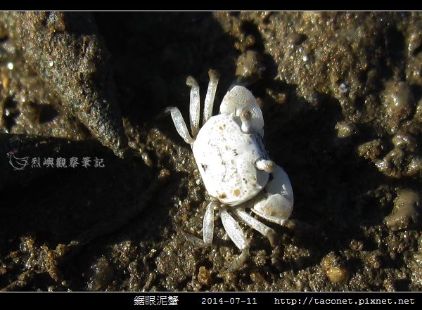 鋸眼泥蟹_02.jpg