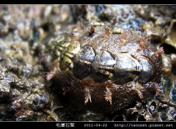 毛膚石鱉_05.jpg