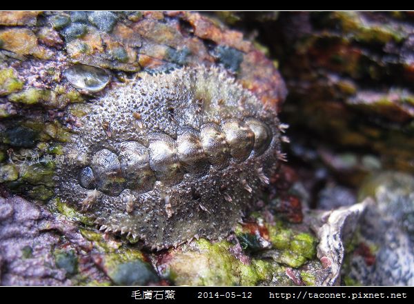 毛膚石鱉_03.jpg