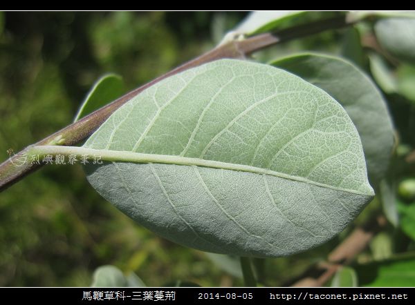 馬鞭草科-三葉蔓荊相簿封面