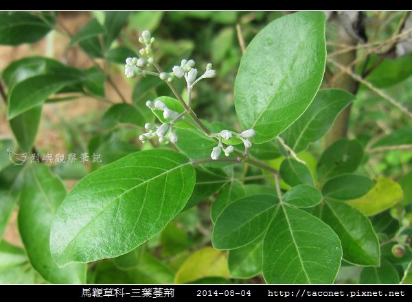 馬鞭草科-三葉蔓荊_06.jpg