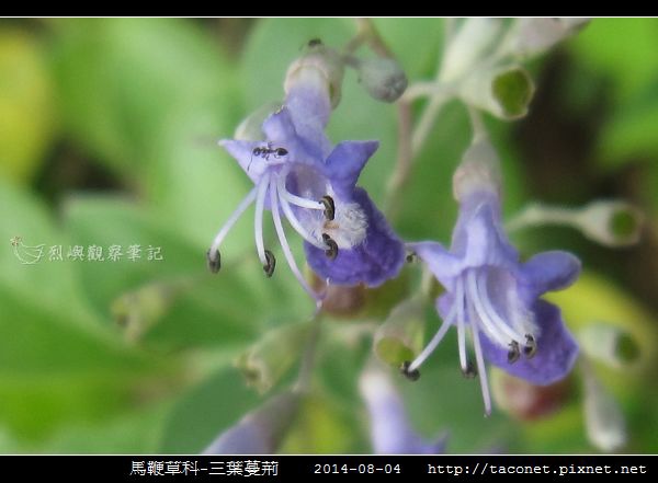 馬鞭草科-三葉蔓荊_04.jpg
