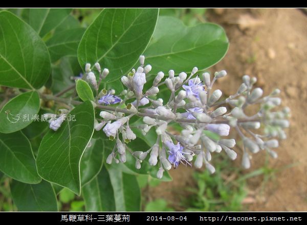 馬鞭草科-三葉蔓荊_10.jpg