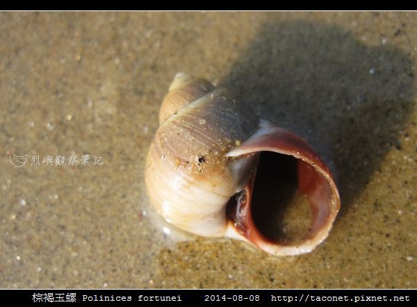 棕褐玉螺 Polinices fortunei _07.jpg