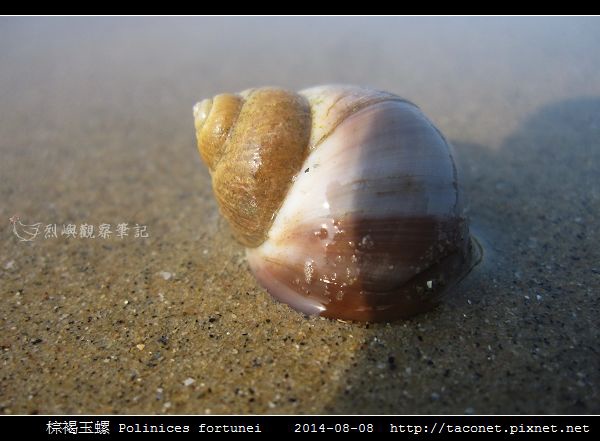 棕褐玉螺 Polinices fortunei _05.jpg