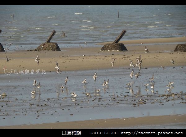 白腰杓鷸_02.jpg