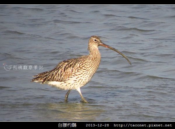 白腰杓鷸_04.jpg