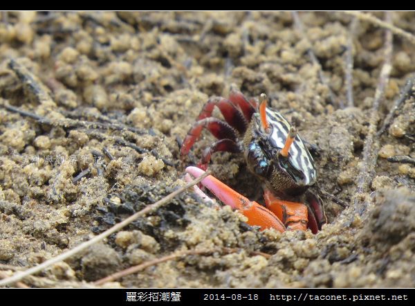麗彩招潮蟹_12.jpg