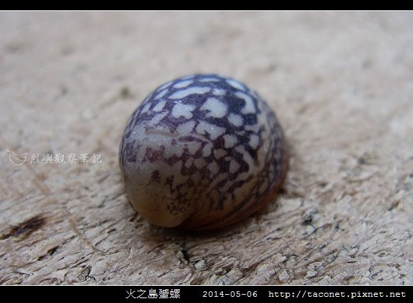 火之島蜑螺_02.jpg