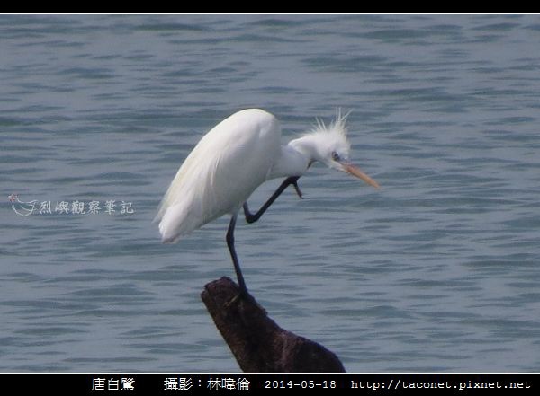 鷺科-唐白鷺_04.jpg