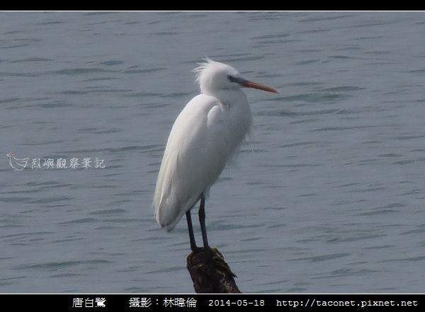 鷺科-唐白鷺_03.jpg