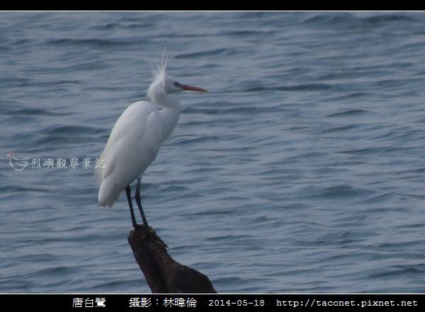 鷺科-唐白鷺_02.jpg