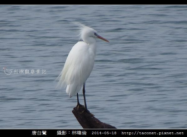 鷺科-唐白鷺_05.jpg