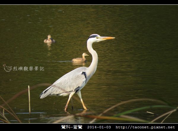 鷺科-蒼鷺_06.jpg