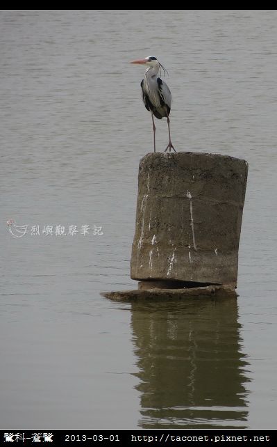 鷺科-蒼鷺_08.jpg