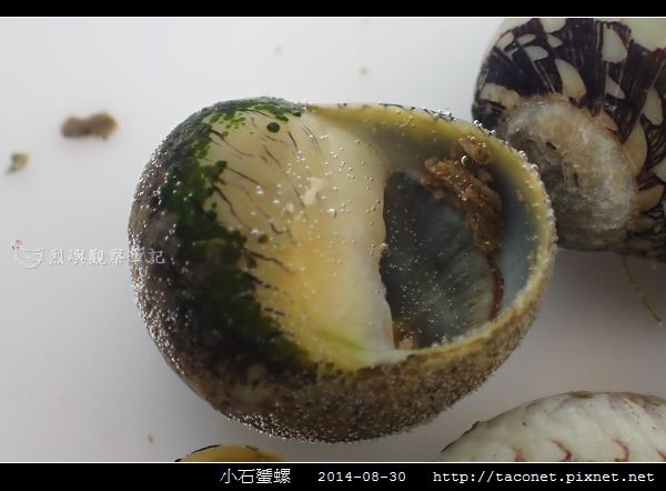 小石蜑螺_15.jpg