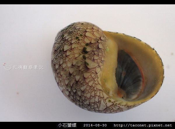 小石蜑螺_08.jpg