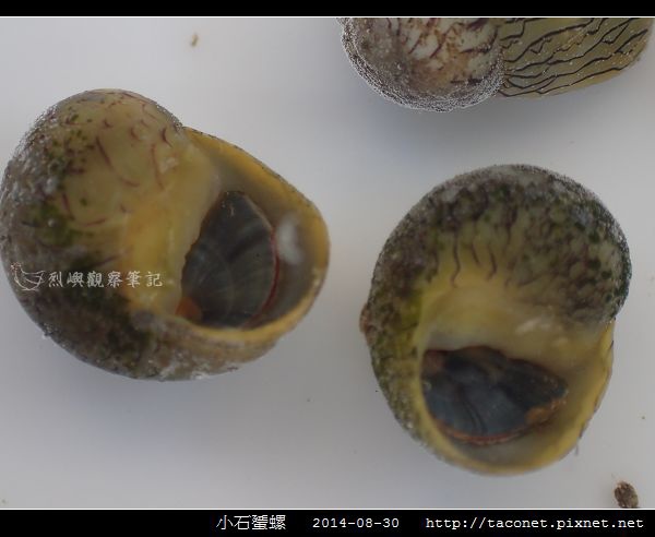 小石蜑螺_06.jpg