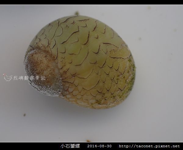 小石蜑螺_04.jpg