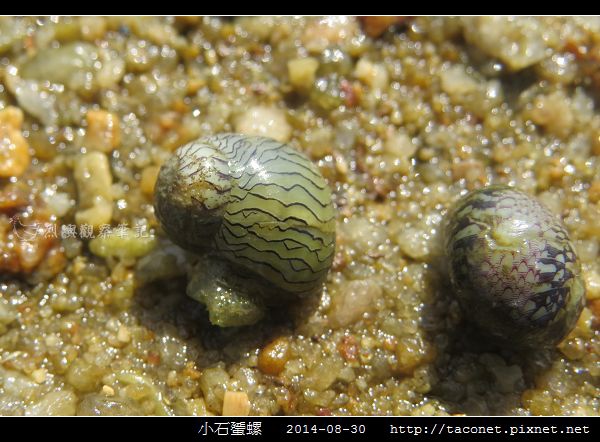 小石蜑螺_03.jpg