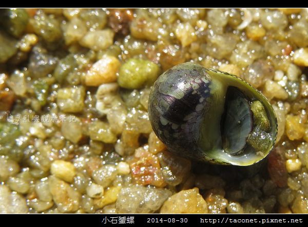 小石蜑螺_02.jpg