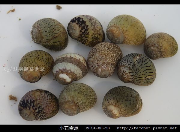 小石蜑螺_13.jpg