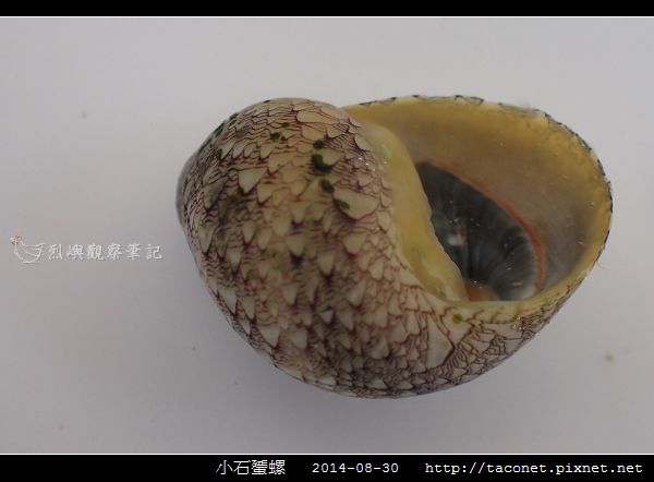 小石蜑螺_12.jpg