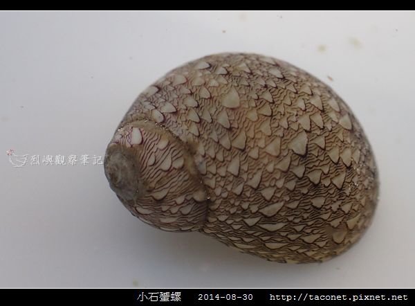 小石蜑螺_11.jpg