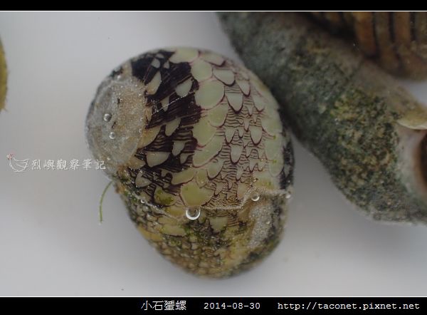 小石蜑螺_07.jpg