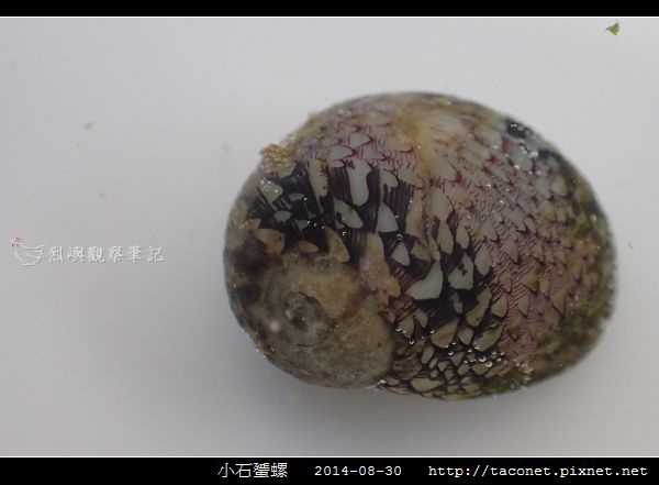 小石蜑螺_10.jpg