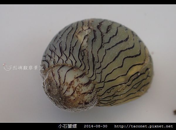 小石蜑螺_05.jpg