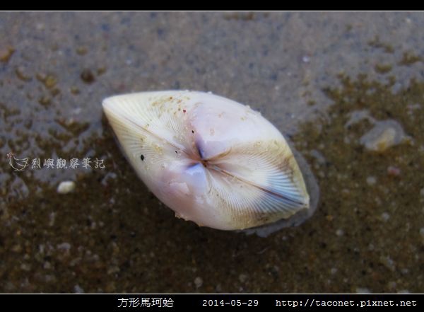 方形馬珂蛤_10.jpg