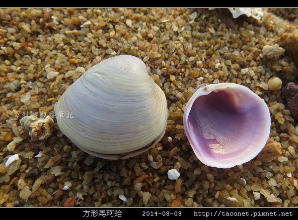 方形馬珂蛤_09.jpg