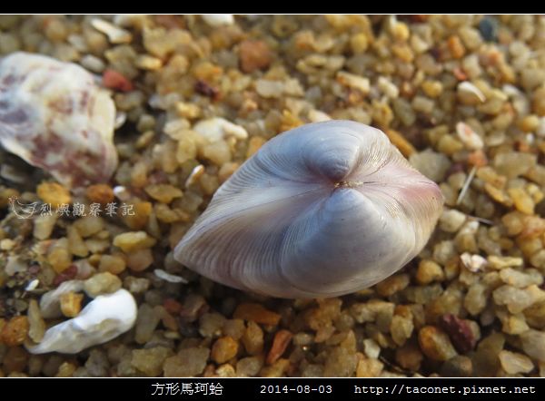 方形馬珂蛤_07.jpg