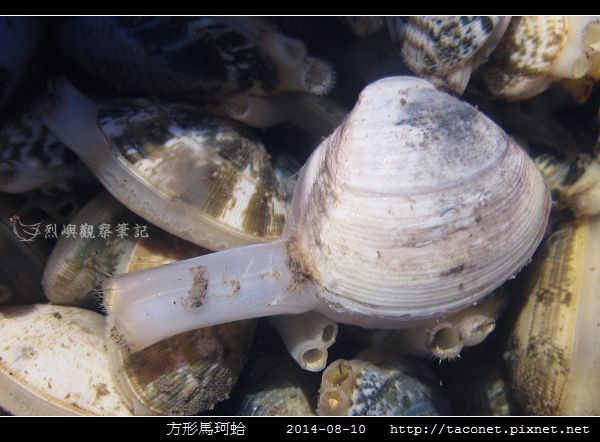 方形馬珂蛤_01.jpg