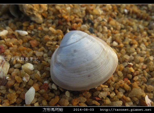 方形馬珂蛤_06.jpg
