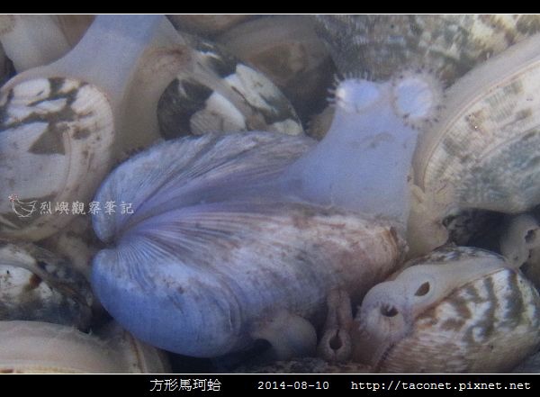 方形馬珂蛤_02.jpg