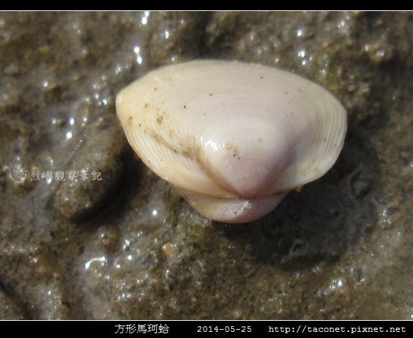 方形馬珂蛤_03.jpg