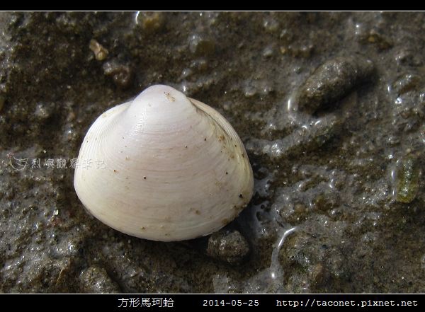 方形馬珂蛤_04.jpg
