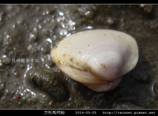 方形馬珂蛤_05.jpg