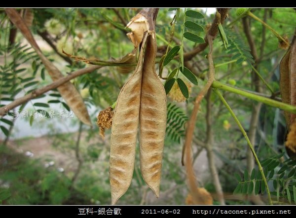 豆科-銀合歡_08.jpg