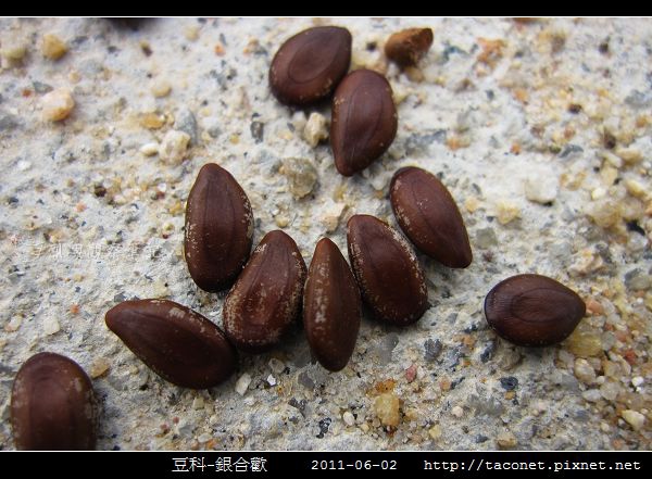 豆科-銀合歡_07.jpg