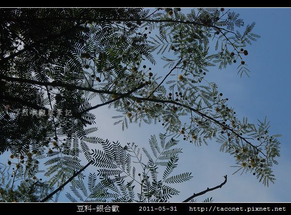 豆科-銀合歡_04.jpg