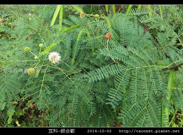豆科-銀合歡_14.jpg