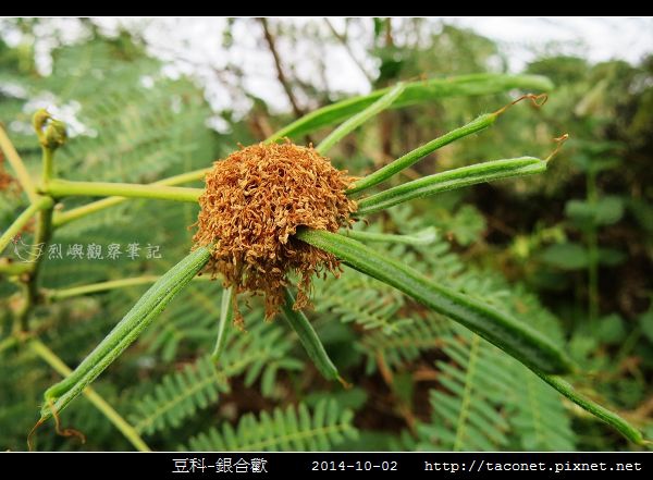 豆科-銀合歡_15.jpg