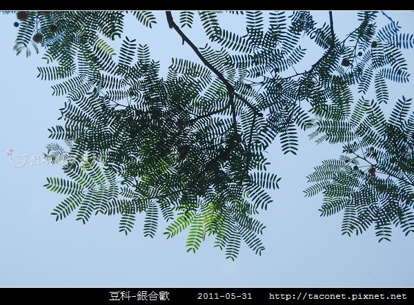 豆科-銀合歡_02.jpg