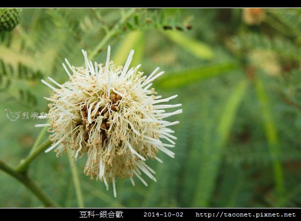 豆科-銀合歡_11.jpg