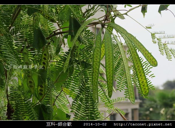 豆科-銀合歡_09.jpg